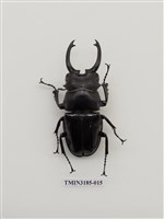 藏品(鬼艷鍬形蟲)的圖片